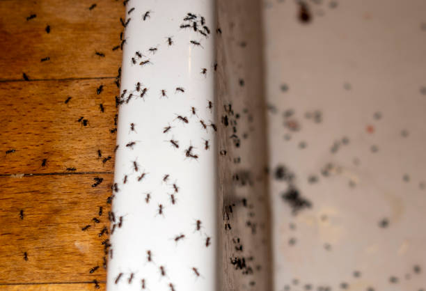Trusted Erwin, TN Pest Control Experts
