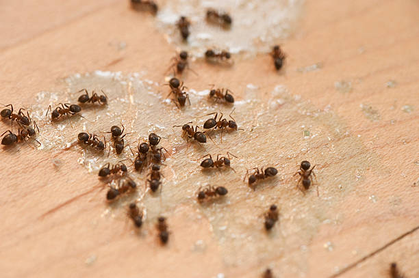 Best Mosquito Control Services  in Erwin, TN