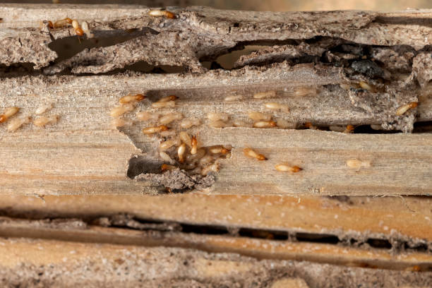 Best Pest Removal Services  in Erwin, TN